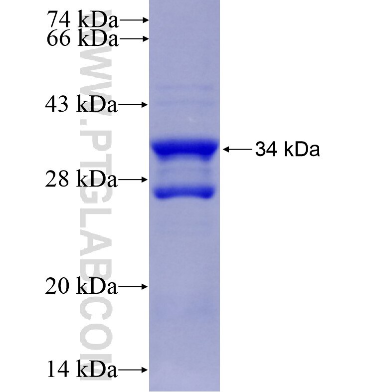 SLC10A6 fusion protein Ag16609 SDS-PAGE