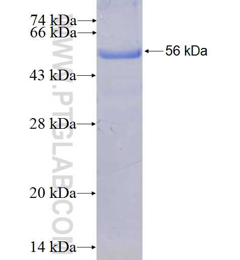 SLC12A1 fusion protein Ag4564 SDS-PAGE