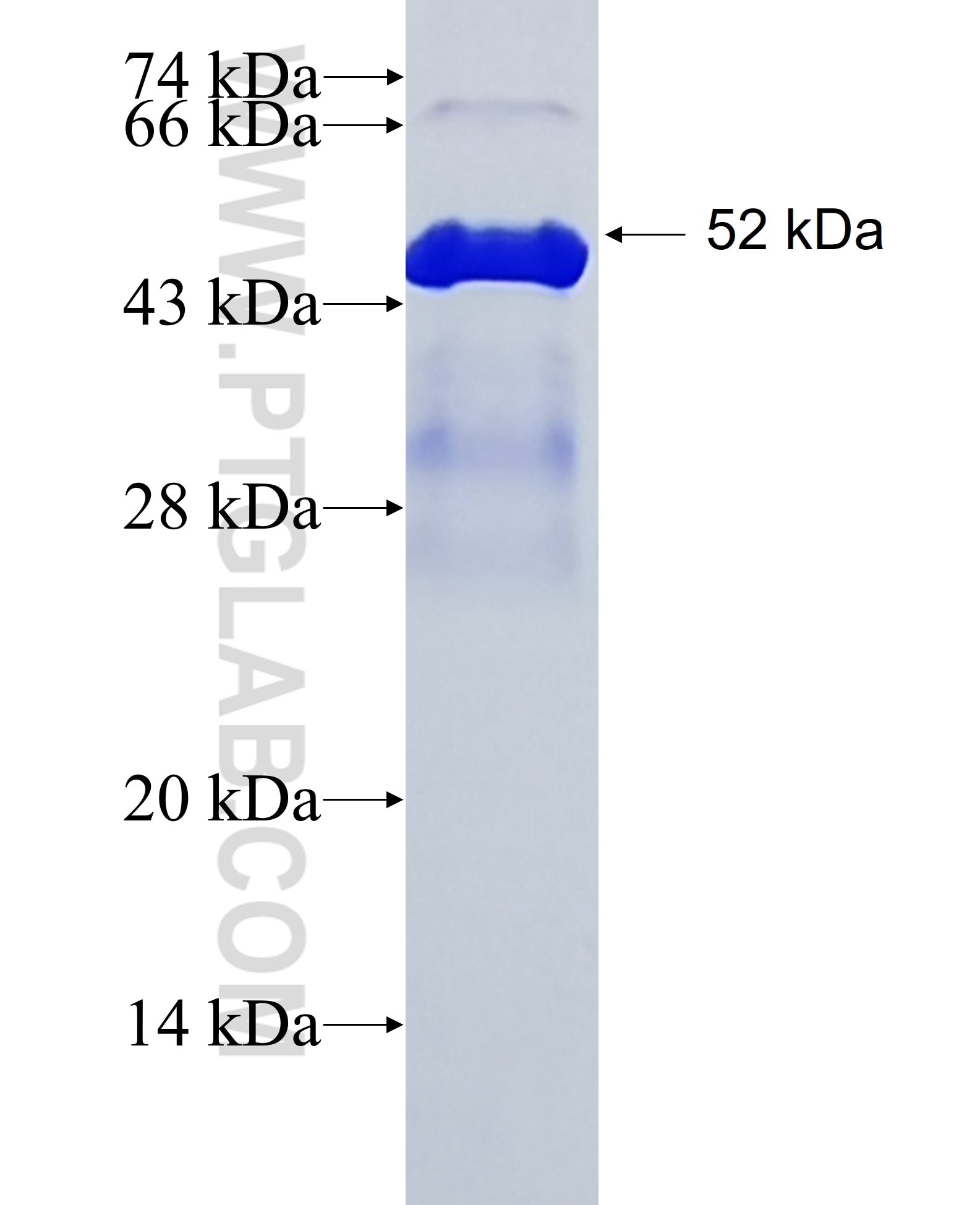 SLC12A1 fusion protein Ag4564 SDS-PAGE