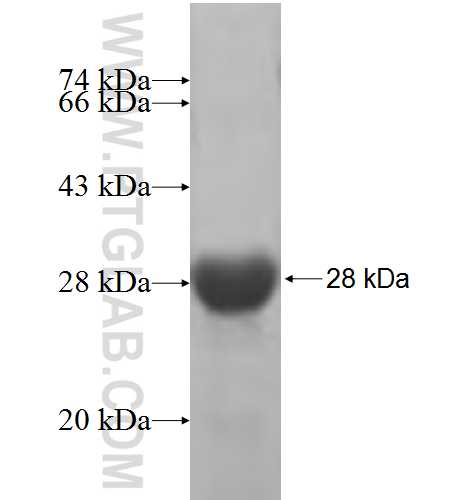 SLC12A1 fusion protein Ag5325 SDS-PAGE