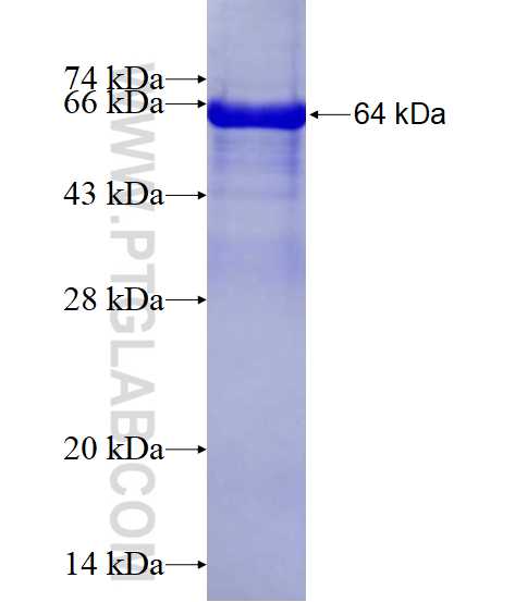 SLC12A2 fusion protein Ag27895 SDS-PAGE