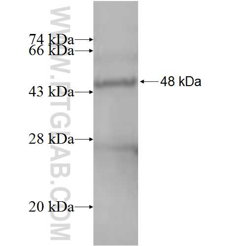 SLC12A4 fusion protein Ag8762 SDS-PAGE