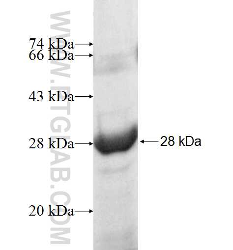 SLC12A4 fusion protein Ag8972 SDS-PAGE