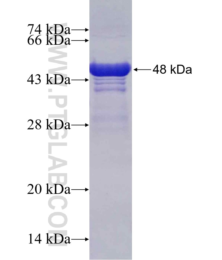 SLC12A5 fusion protein Ag30203 SDS-PAGE