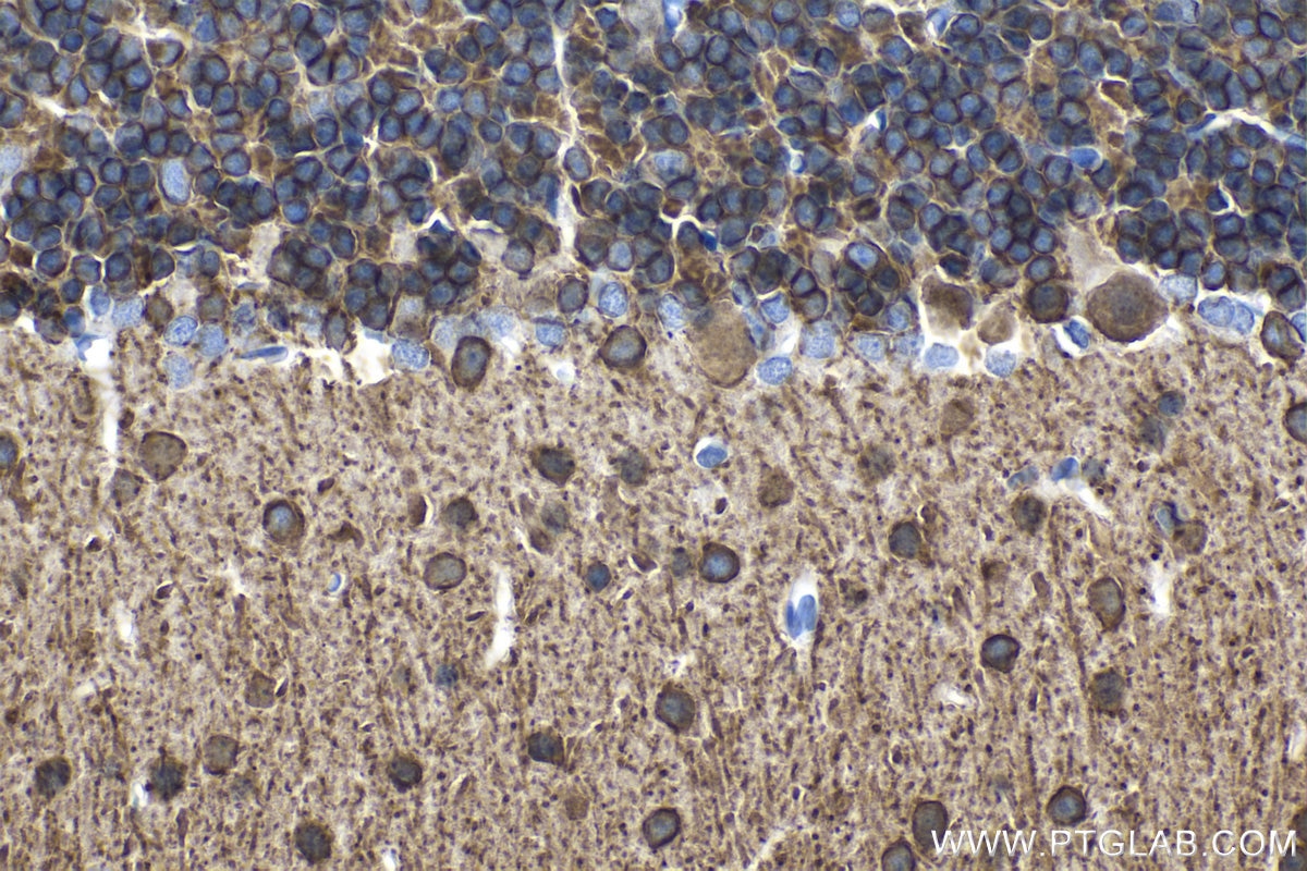 Immunohistochemistry (IHC) staining of rat cerebellum tissue using KCC2/SLC12A5-Specific Polyclonal antibody (19565-1-AP)