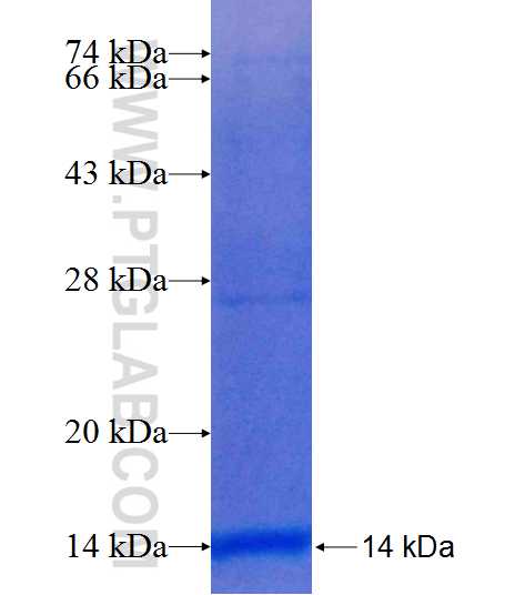 SLC12A7 fusion protein Ag24954 SDS-PAGE