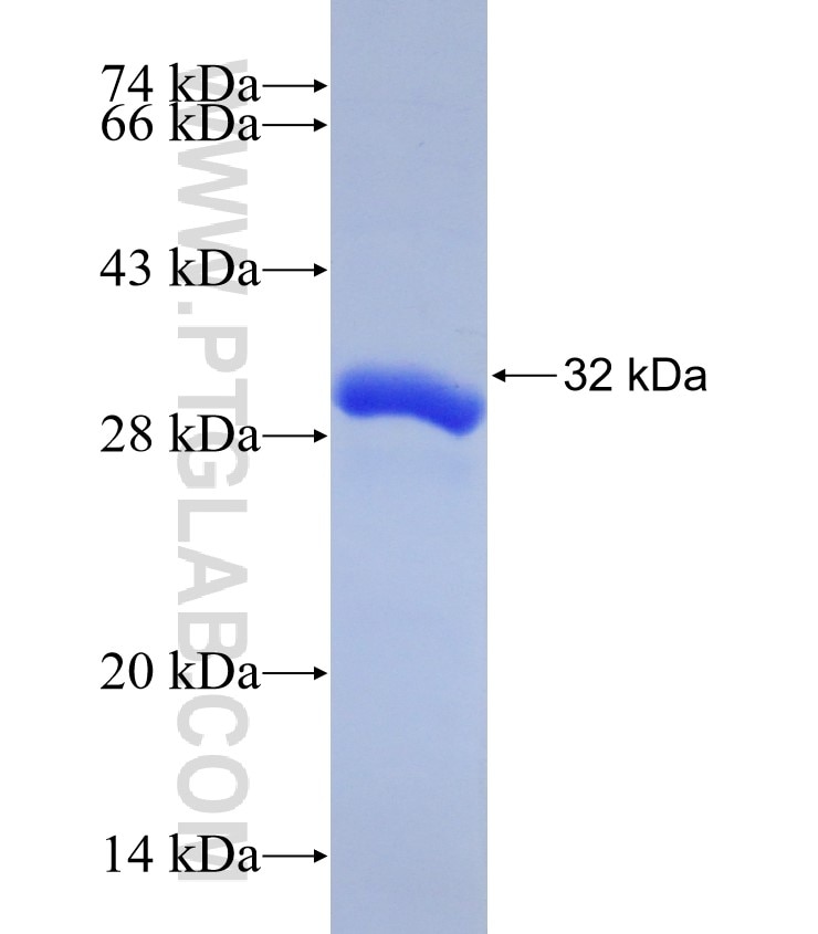 SLC12A7 fusion protein Ag26204 SDS-PAGE