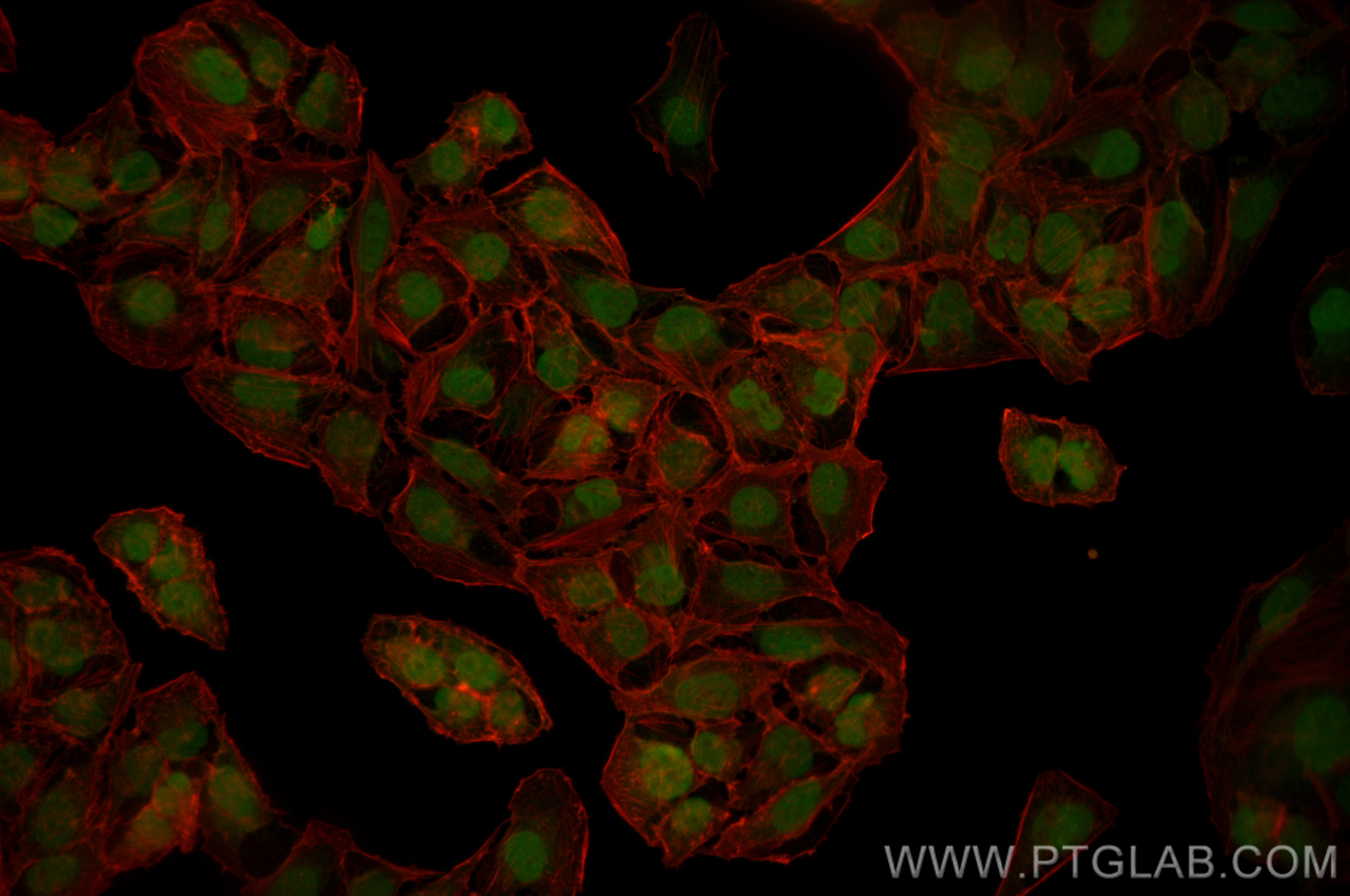 Immunofluorescence (IF) / fluorescent staining of U2OS cells using CoraLite® Plus 488-conjugated SLC12A8 Recombinant  (CL488-83225-2)