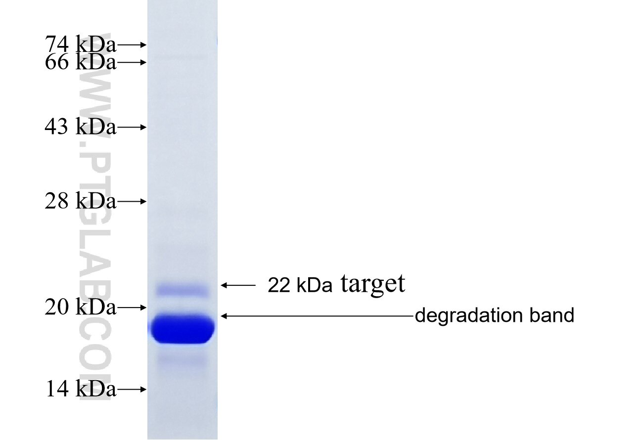 SLC12A9 fusion protein Ag25351 SDS-PAGE