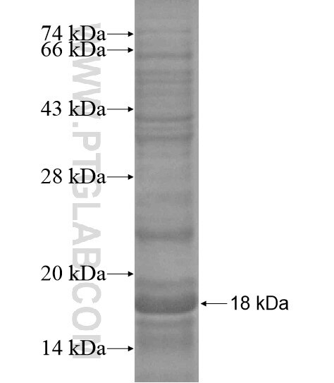 SLC13A1 fusion protein Ag19026 SDS-PAGE