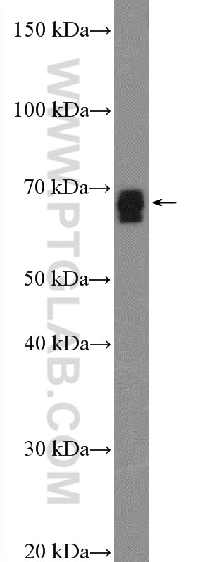 Western Blot (WB) analysis of mouse kidney tissue using SLC13A3 Polyclonal antibody (26182-1-AP)