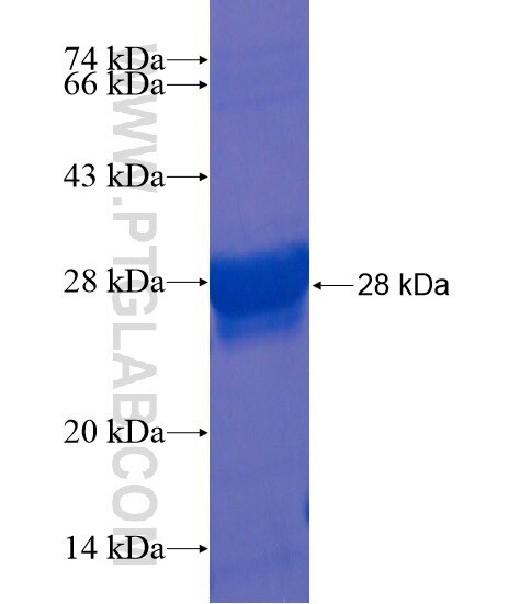 SLC13A3 fusion protein Ag22023 SDS-PAGE