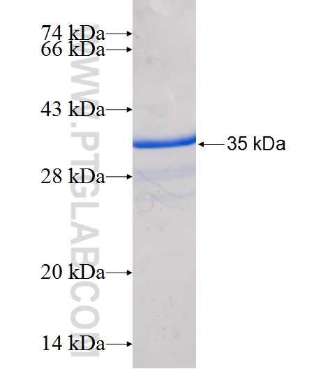 SLC13A3 fusion protein Ag24182 SDS-PAGE