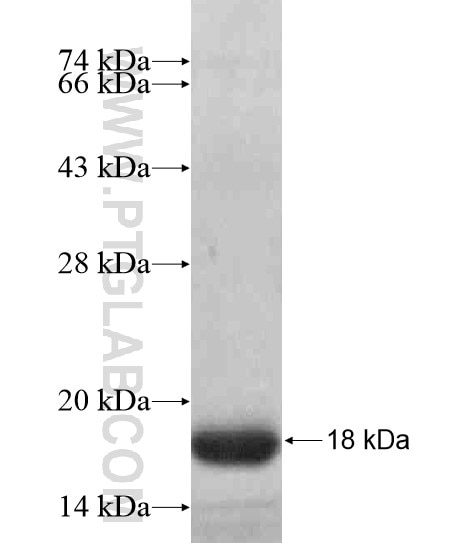 SLC13A5 fusion protein Ag20866 SDS-PAGE