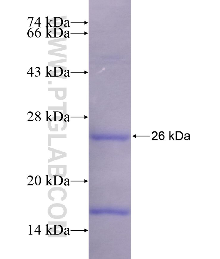 SLC15A1 fusion protein Ag17163 SDS-PAGE