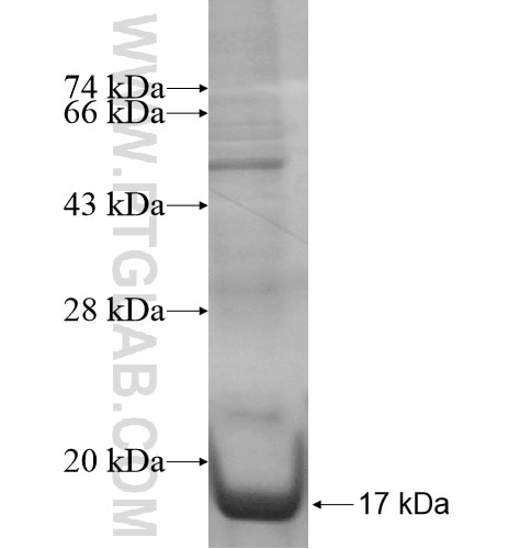 SLC15A4 fusion protein Ag14532 SDS-PAGE