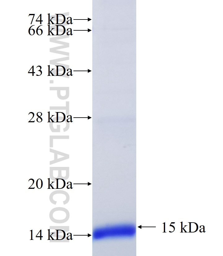 SLC15A4 fusion protein Ag14532 SDS-PAGE