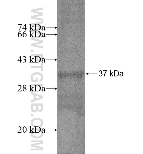 SLC15A4 fusion protein Ag14548 SDS-PAGE