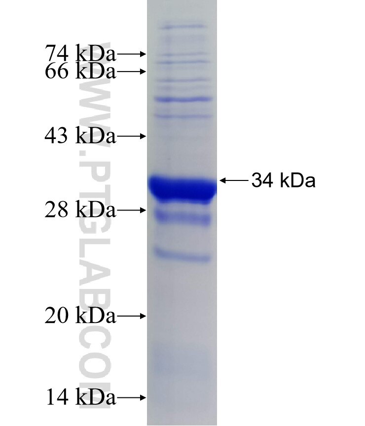SLC16A10 fusion protein Ag25545 SDS-PAGE