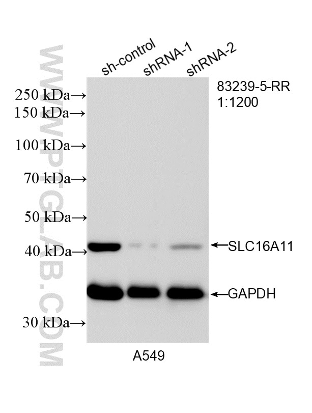 Western Blot (WB) analysis of A549 cells using SLC16A11 Recombinant antibody (83239-5-RR)