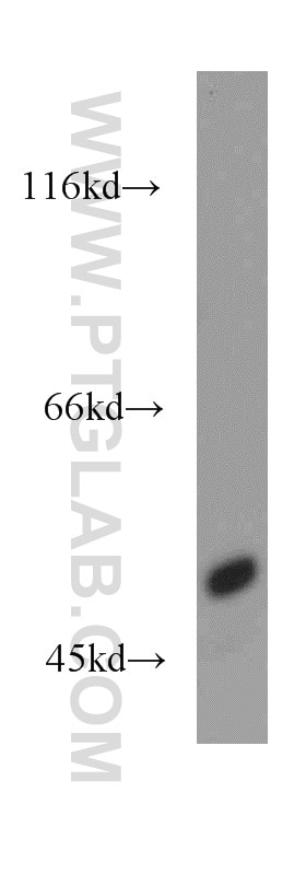 Western Blot (WB) analysis of mouse kidney tissue using SLC16A12 Polyclonal antibody (20553-1-AP)