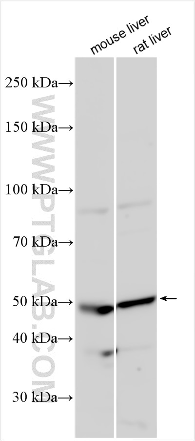 Western Blot (WB) analysis of various lysates using SLC16A13 Polyclonal antibody (30466-1-AP)