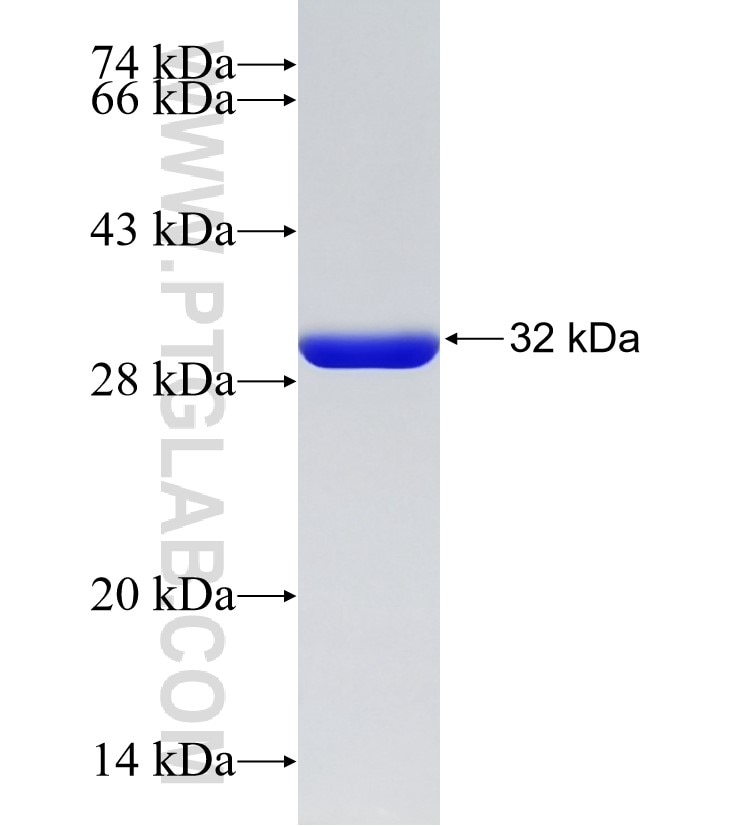 SLC16A13 fusion protein Ag33183 SDS-PAGE