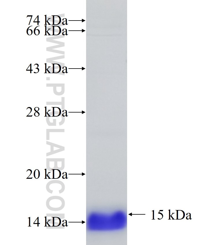 SLC16A13 fusion protein Ag33343 SDS-PAGE