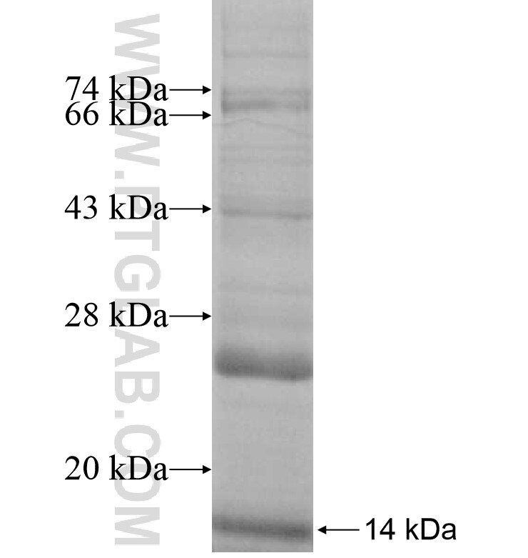 SLC16A13 fusion protein Ag16681 SDS-PAGE