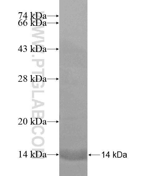 SLC16A13 fusion protein Ag20381 SDS-PAGE