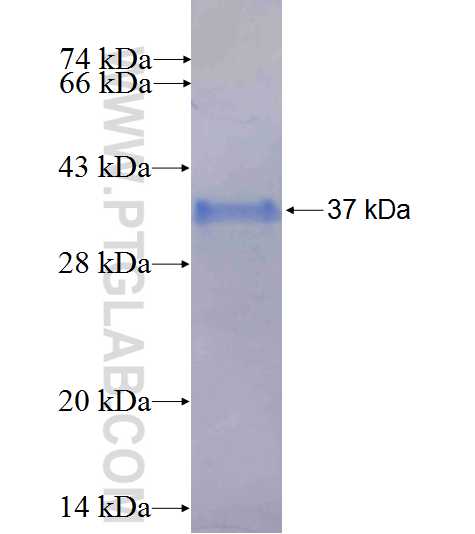 SLC16A14 fusion protein Ag25315 SDS-PAGE