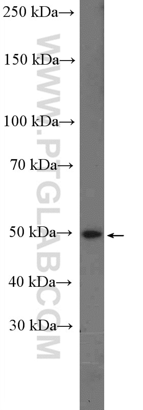 Western Blot (WB) analysis of mouse kidney tissue using SLC16A2 Polyclonal antibody (20676-1-AP)