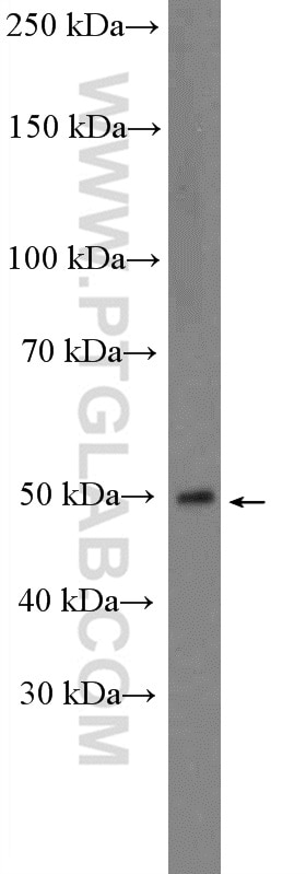 Western Blot (WB) analysis of mouse heart tissue using SLC16A2 Polyclonal antibody (20676-1-AP)