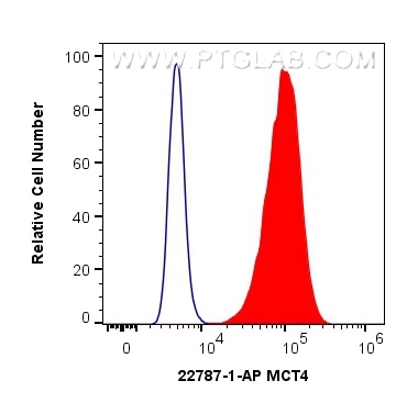 Flow cytometry (FC) experiment of HepG2 cells using MCT4 Polyclonal antibody (22787-1-AP)