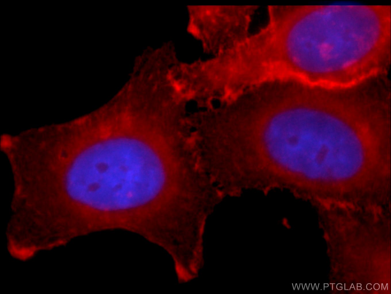 Immunofluorescence (IF) / fluorescent staining of HepG2 cells using MCT4 Polyclonal antibody (22787-1-AP)