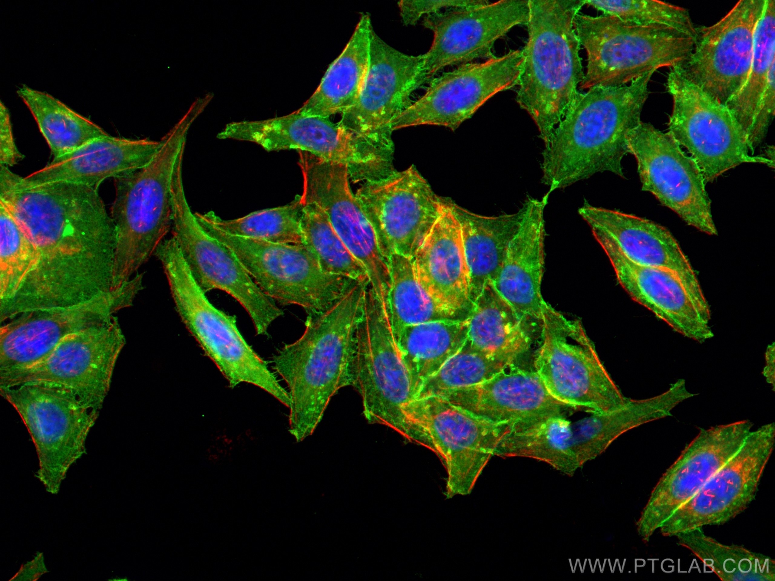 Immunofluorescence (IF) / fluorescent staining of HepG2 cells using MCT4 Polyclonal antibody (22787-1-AP)