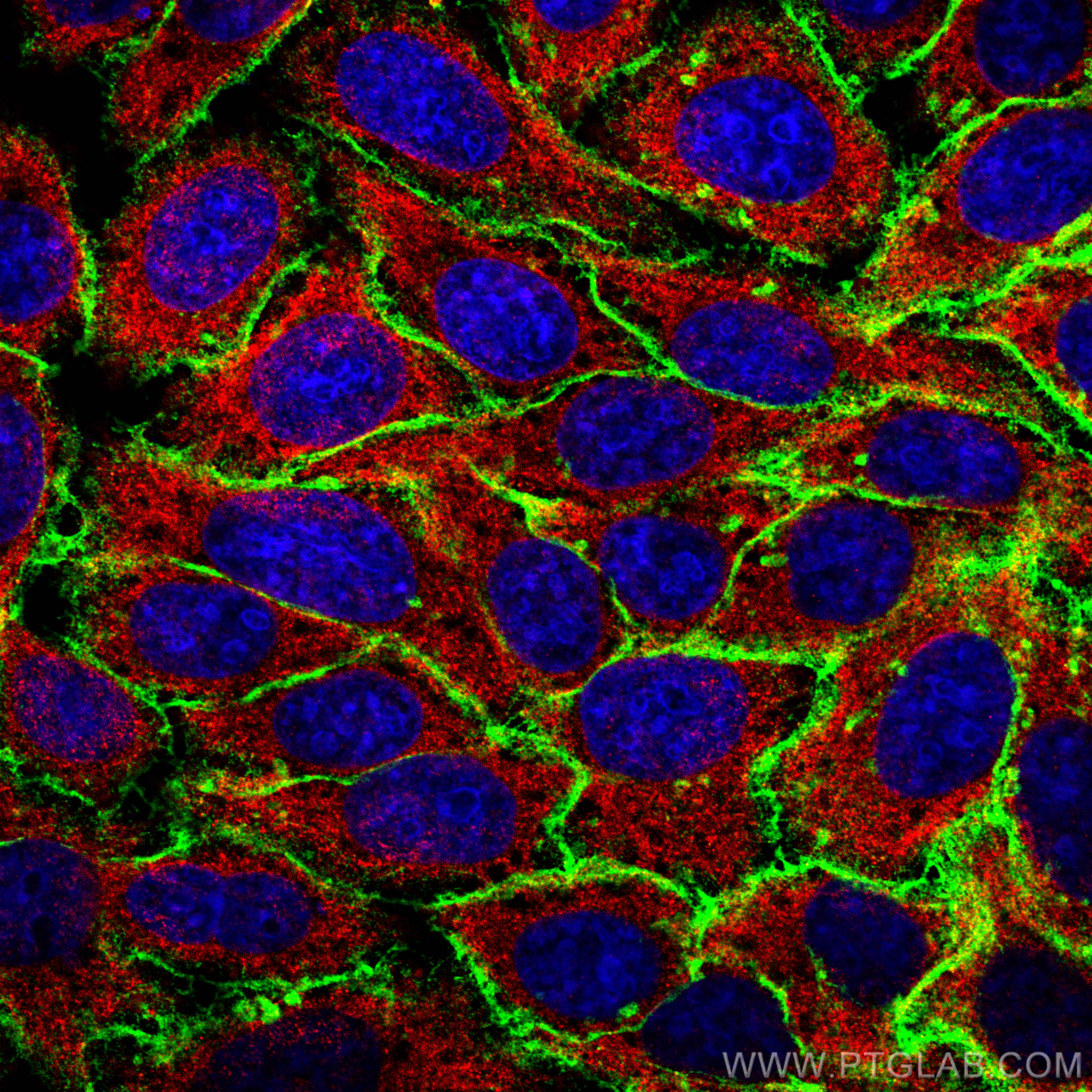 Immunofluorescence (IF) / fluorescent staining of HepG2 cells using MCT4 Polyclonal antibody (22787-1-AP)