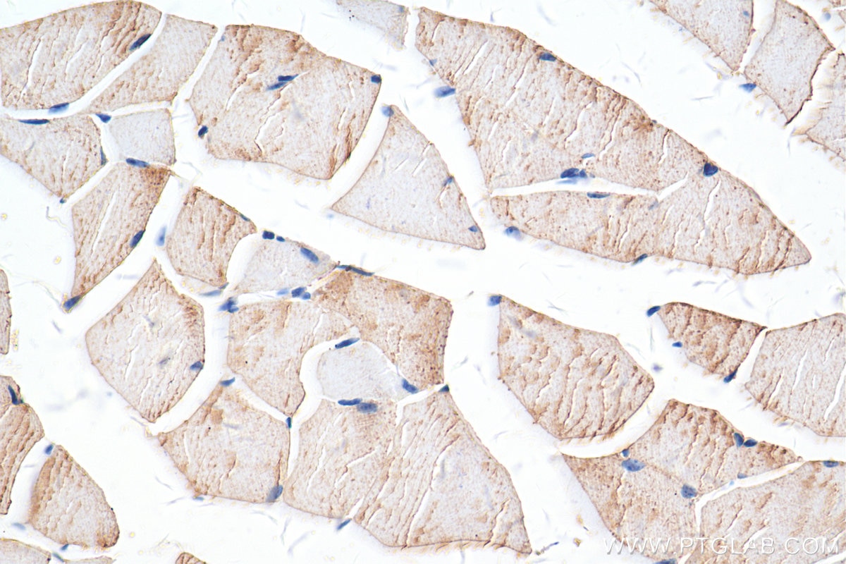 Immunohistochemistry (IHC) staining of mouse skeletal muscle tissue using MCT4 Polyclonal antibody (22787-1-AP)