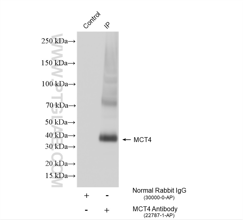 IP experiment of HepG2 using 22787-1-AP Immunoprecipitation (IP) experiment of HepG2 cells using MCT4 Polyclonal antibody (22787-1-AP)