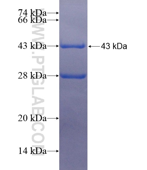 SLC16A3 fusion protein Ag18788 SDS-PAGE