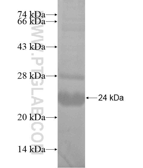 SLC16A3 fusion protein Ag19393 SDS-PAGE