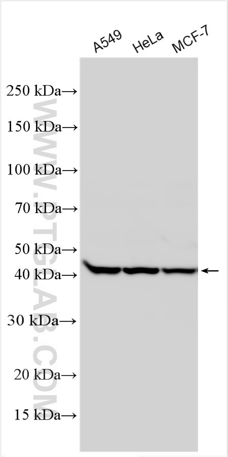 Western Blot (WB) analysis of various lysates using SLC16A4 Polyclonal antibody (20889-1-AP)