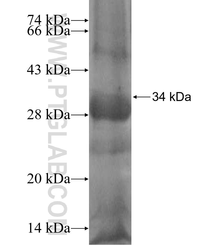 SLC16A4 fusion protein Ag14190 SDS-PAGE
