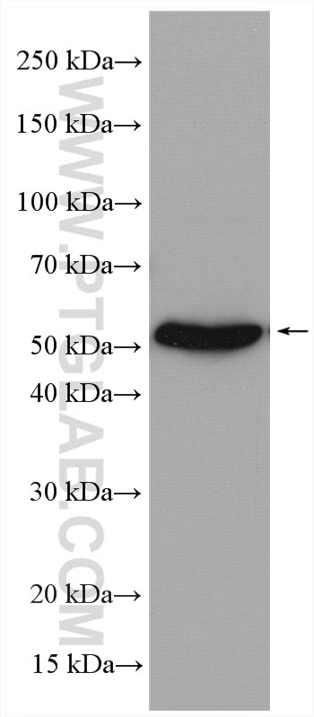 Western Blot (WB) analysis of mouse skeletal muscle tissue using SLC16A5 Polyclonal antibody (12120-1-AP)