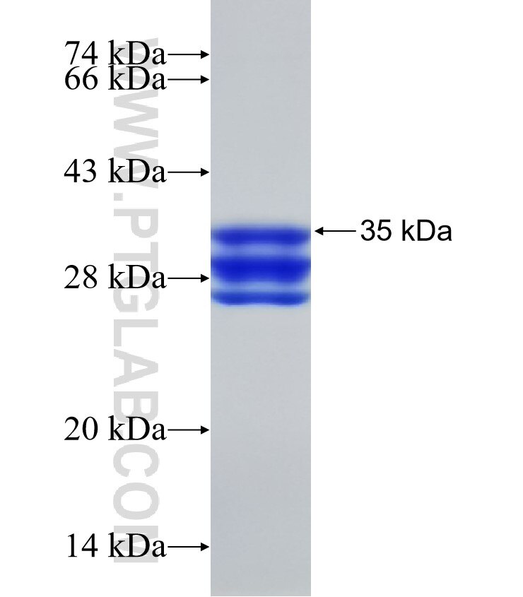 SLC16A5 fusion protein Ag2762 SDS-PAGE