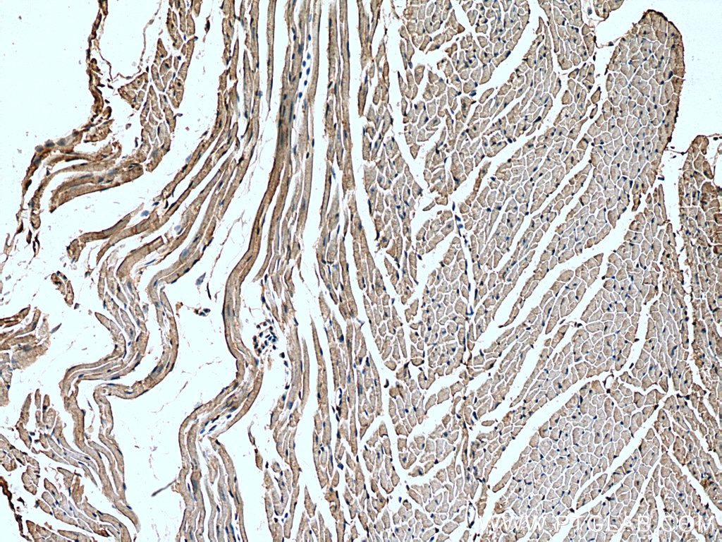 Immunohistochemistry (IHC) staining of mouse heart tissue using MCT2 Polyclonal antibody (20355-1-AP)