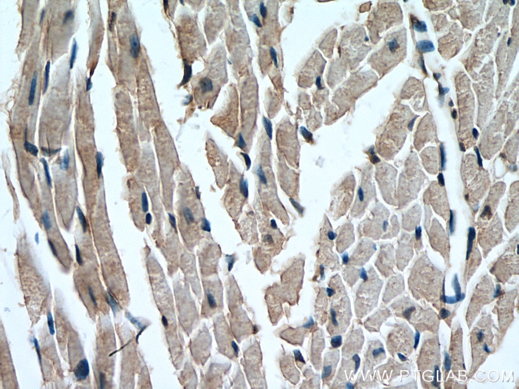 Immunohistochemistry (IHC) staining of mouse heart tissue using MCT2 Polyclonal antibody (20355-1-AP)