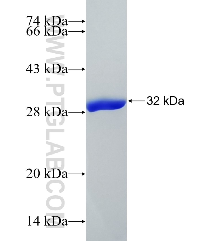 SLC16A7 fusion protein Ag14201 SDS-PAGE