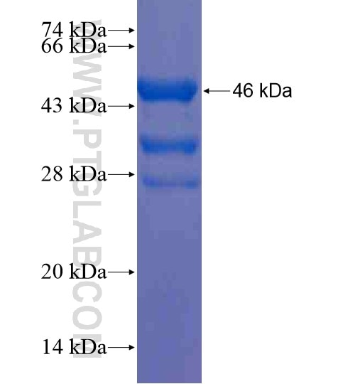 SLC16A8 fusion protein Ag20432 SDS-PAGE