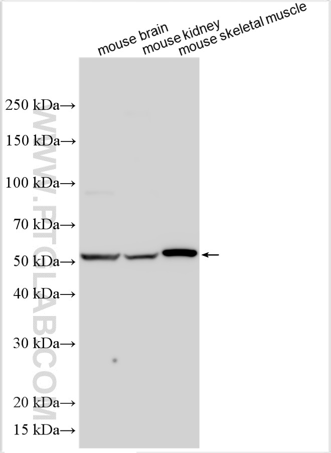 Western Blot (WB) analysis of various lysates using NPT1 Polyclonal antibody (20751-1-AP)